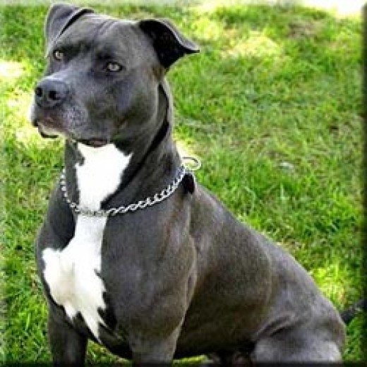 Pit bull.