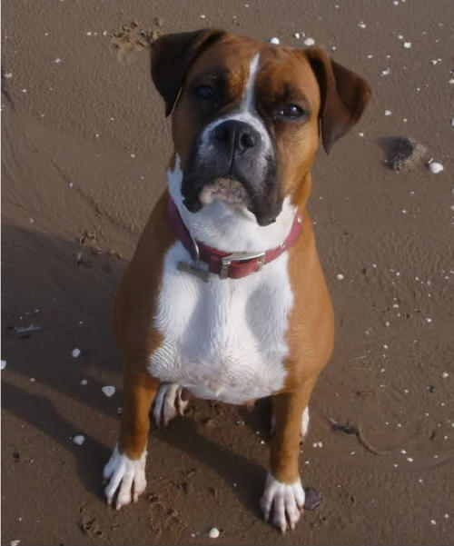 Boxer