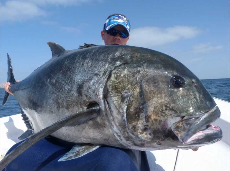 GT fish.