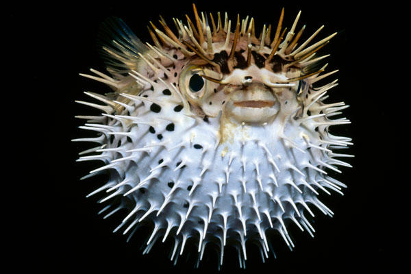 Pufferfish.