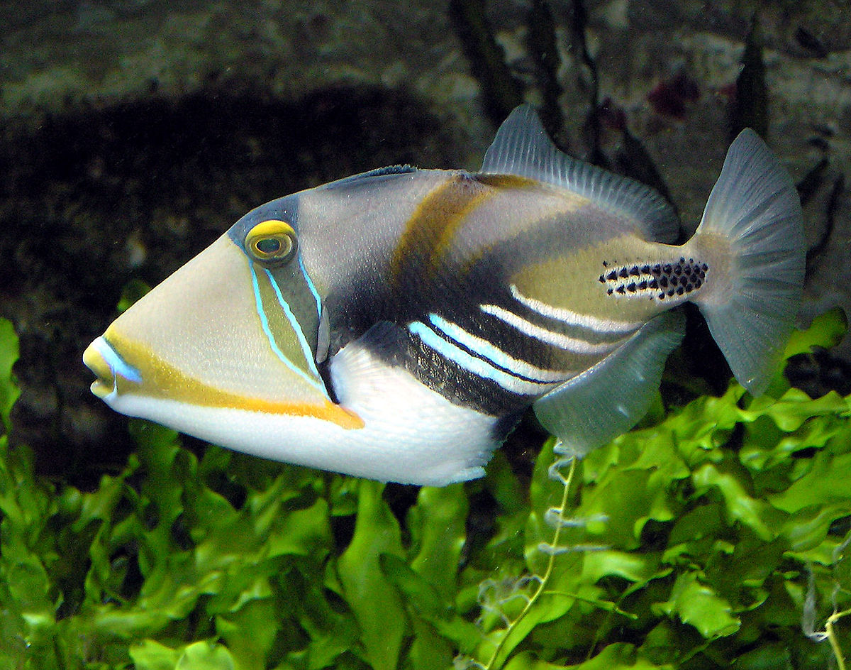 Triggerfish.