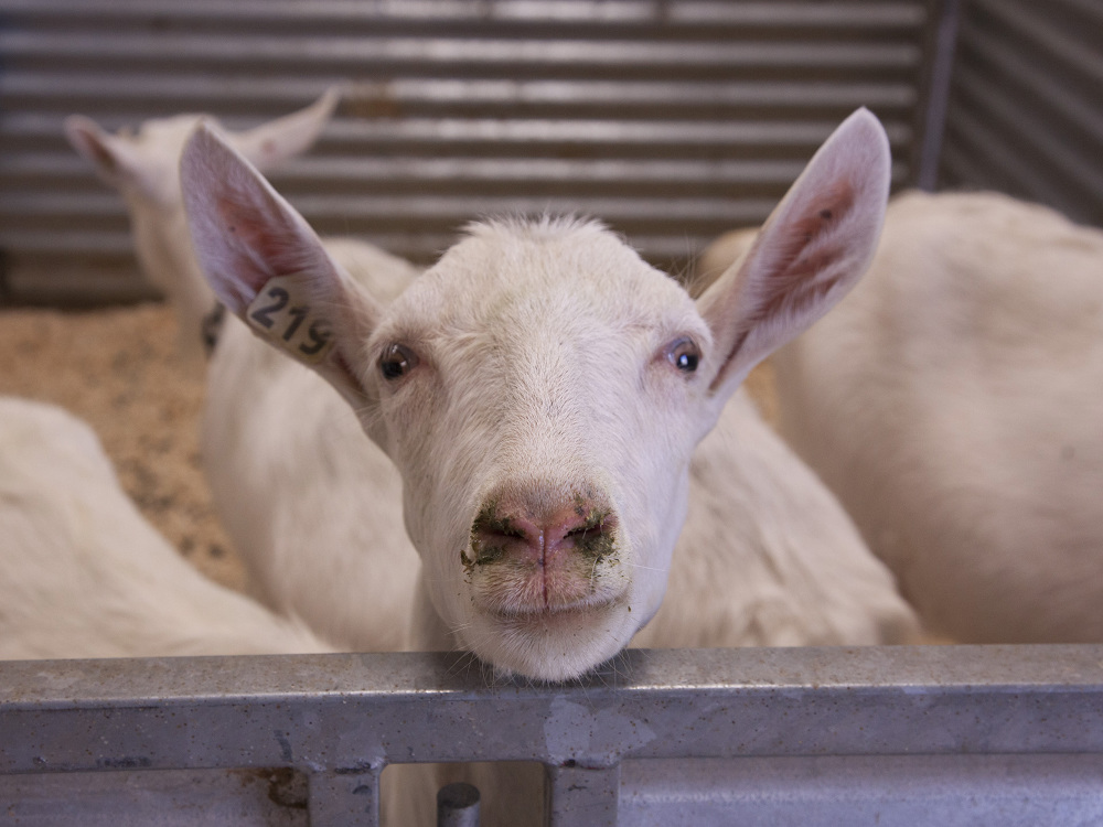 Goat with spider DNA.