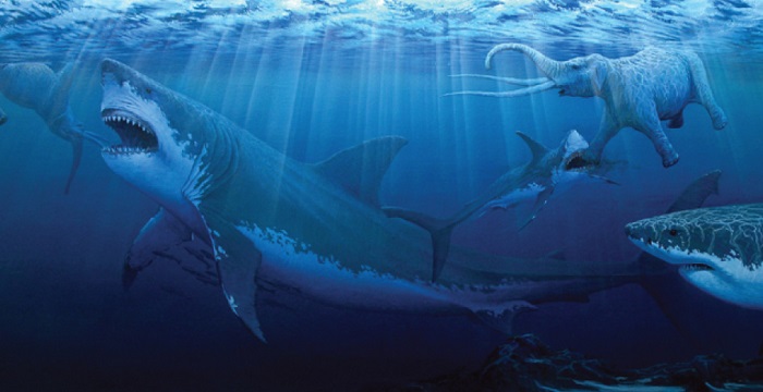 sharks