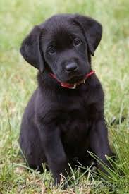 Black Labrador