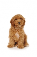 Cockapoo