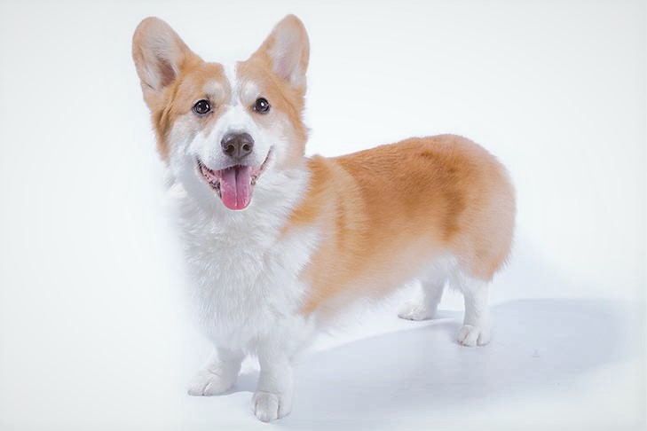 Corgi