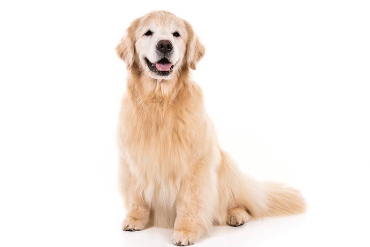 Golden Retrievers