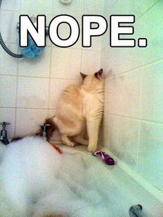 Cat scared of a bubble bath.
