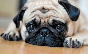 Pug