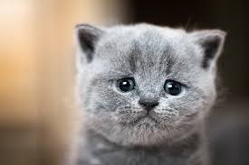 gray cat