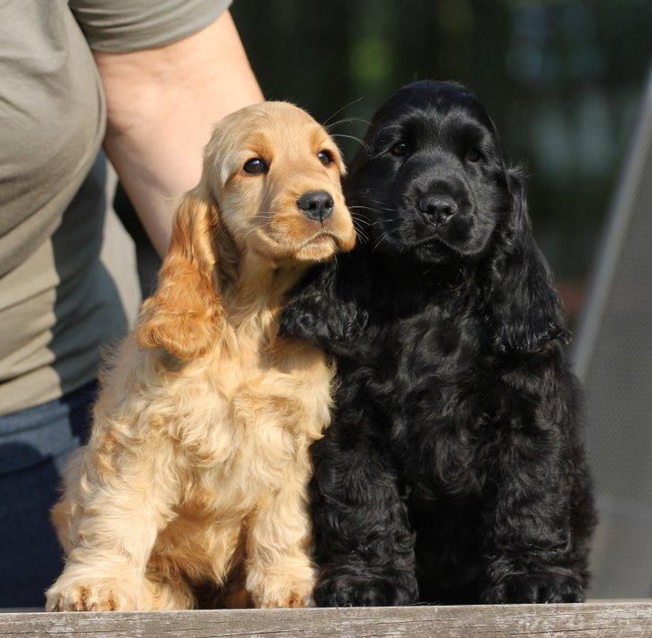 Portrait of an English Cocker Spaniel